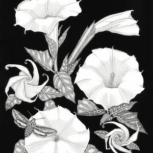 Datura: Memory of the Dead and Becoming 11 x 14 - Art Print - Art - Desert - Black and White - Datura - Flower - Botanical - Moth - Arizona