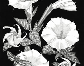 Datura: Memory of the Dead and Becoming 11 x 14 - Art Print - Art - Desert - Black and White - Datura - Flower - Botanical - Moth - Arizona