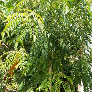 May include: A close-up of a curry leaf plant with lush green foliage. The plant is growing in a garden setting.