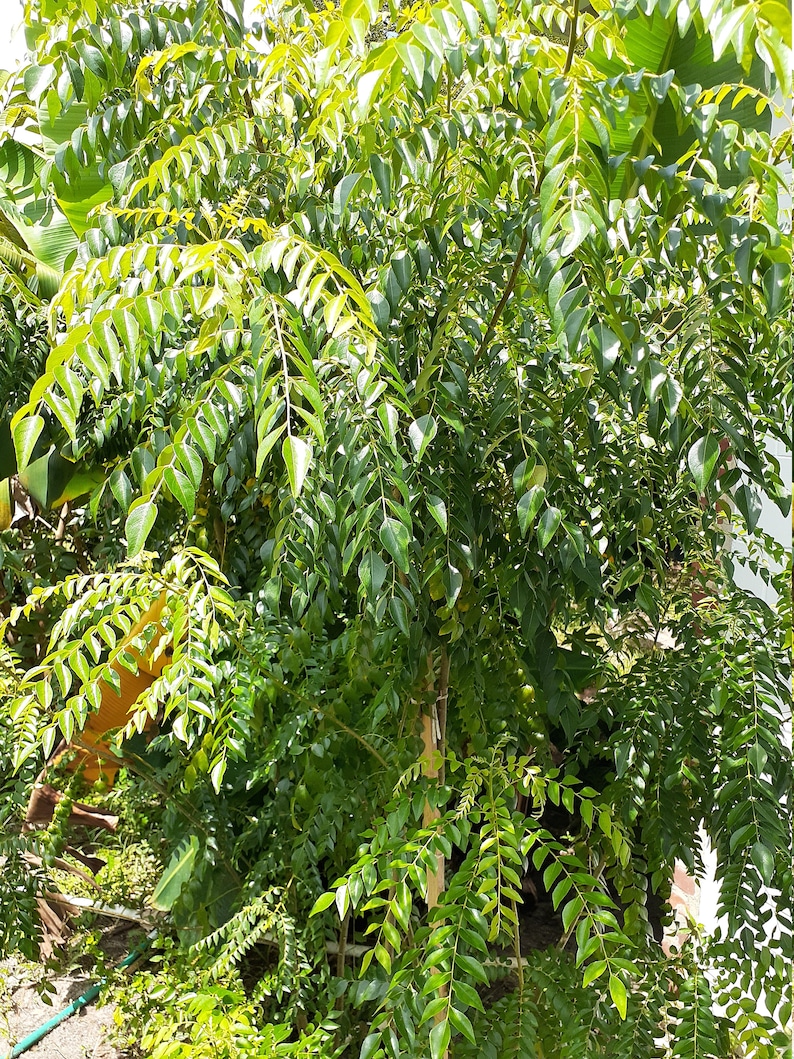 May include: A close-up of a curry leaf plant with lush green foliage. The plant is growing in a garden setting.