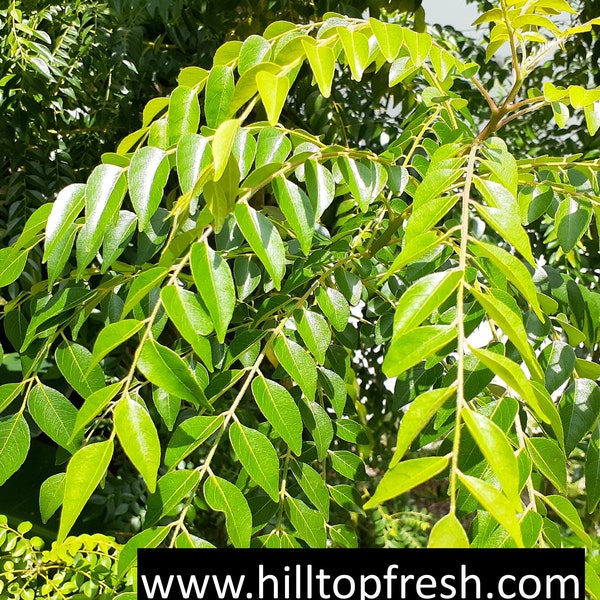 Curry leaves : Fresh ORGANIC Gamthi variety- 250 leaves - Certified fresh from Florida - Picked Fresh to Ship