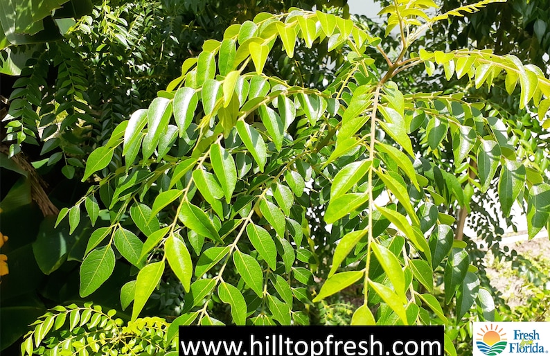 May include: Close-up of a curry leaf plant with bright green leaves. The leaves are arranged in clusters along the branches. The plant is growing outdoors in a sunny location.