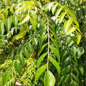 May include: A close-up of a curry leaf plant with vibrant green leaves. The leaves are arranged in clusters and have a delicate, feathery texture.