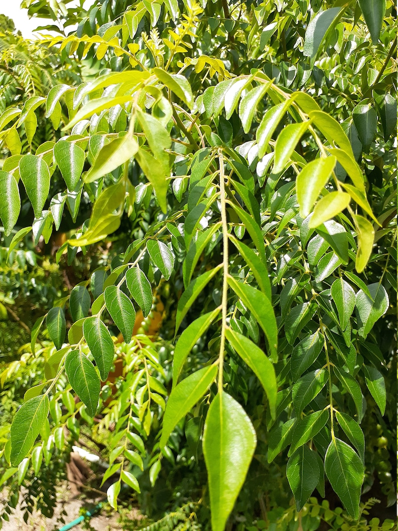 May include: A close-up of a curry leaf plant with vibrant green leaves. The leaves are arranged in clusters and have a delicate, feathery texture.
