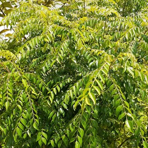 May include: A close-up of a curry leaf plant with lush green foliage. The leaves are arranged in clusters along the branches, creating a dense and vibrant texture.