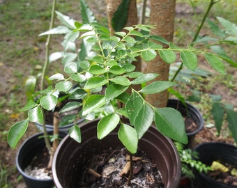 Curry Leaf Plant - Organic Gamthi Variety -Starter Plant -Inch to 3 Inch or larger - Plant barerooted and ships with no soil