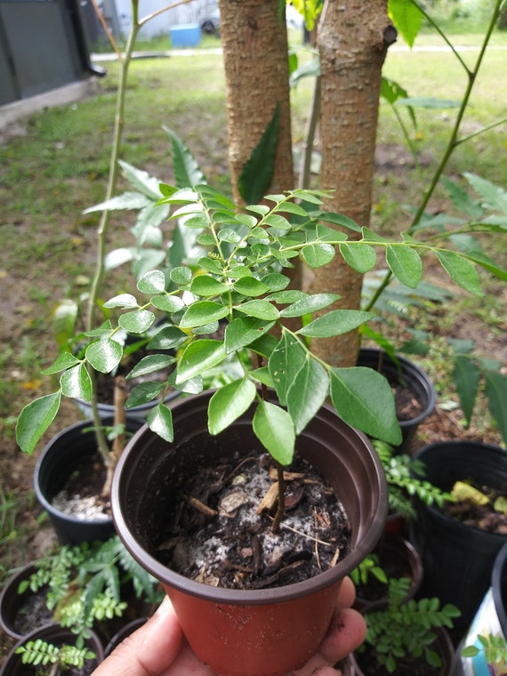 Curry Leaf Plant Organic Gamthi Variety starter Plant inch Etsy