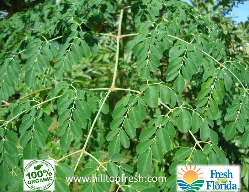 Fresh Moringa leaves 1 oz Picked fresh to ship Certified Etsy