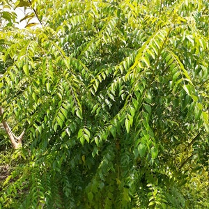 May include: A lush green curry leaf plant with vibrant foliage. The plant is full and healthy, with many branches and leaves.