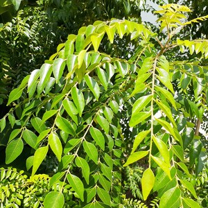May include: Close-up of a curry leaf plant with vibrant green leaves. The leaves are arranged in clusters along the branches, creating a lush and textured appearance.