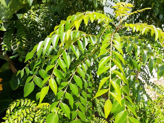 Curry Leaves Organic : Fresh Gamthi Variety - Certified Fresh From Florida  - Picked Fresh to Ship - Etsy