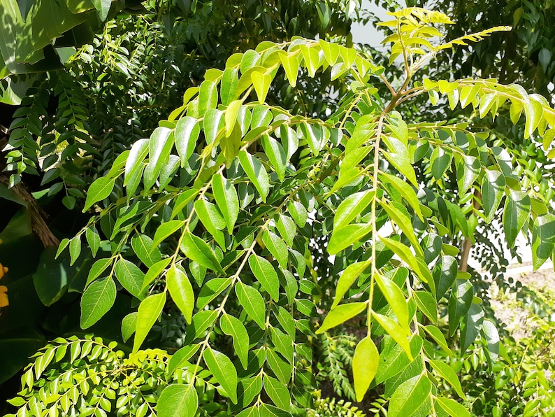 May include: Close-up of a curry leaf plant with vibrant green leaves. The leaves are arranged in clusters along the branches, creating a lush and textured appearance.