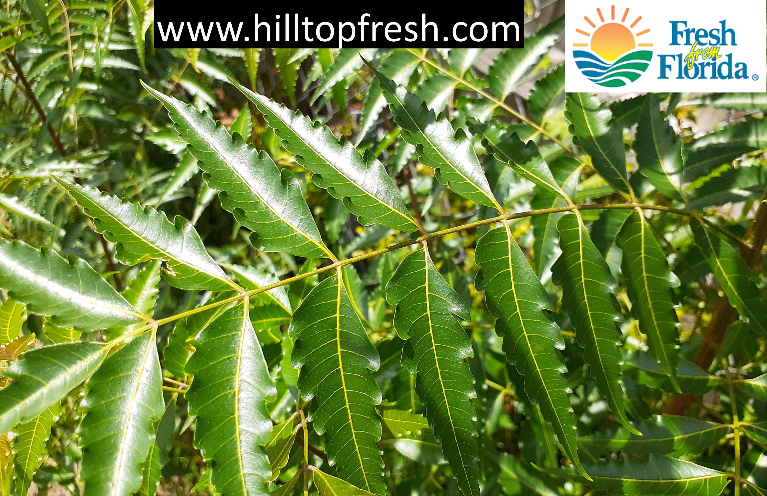 Fresh Neem leaves 50 Leaves Picked fresh to ship Etsy