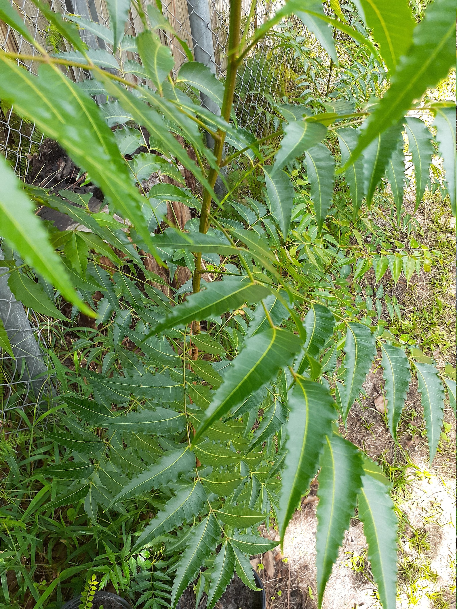 Fresh Neem leaves 50 Leaves Picked fresh to ship Etsy