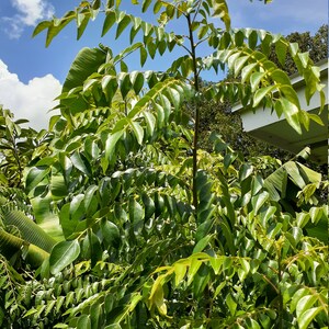 May include: A close-up of a curry leaf plant with lush green leaves against a blue sky with white clouds.