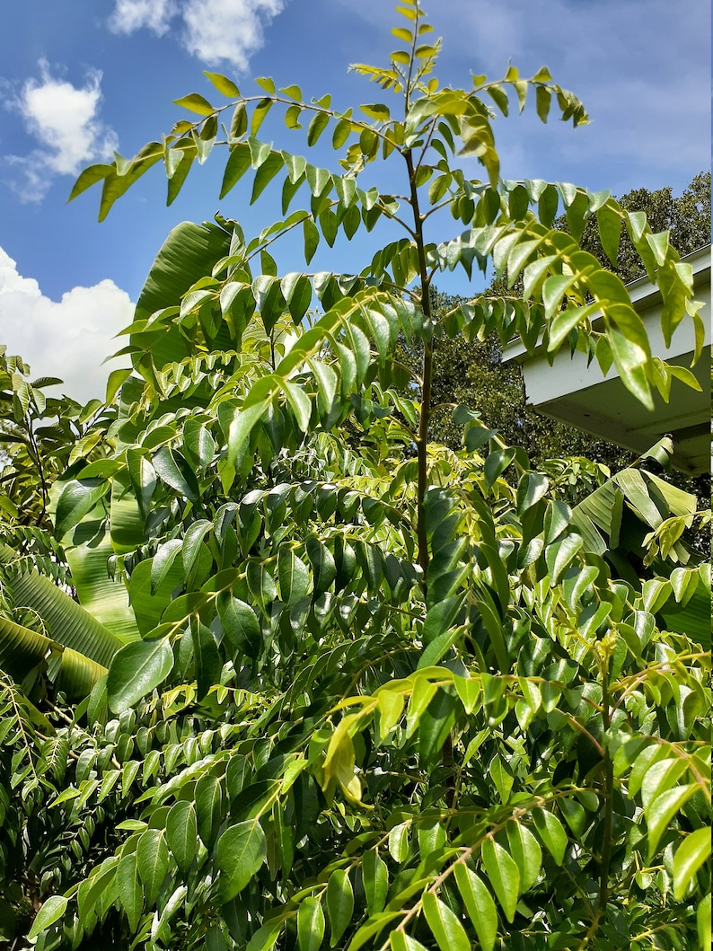 May include: A close-up of a curry leaf plant with lush green leaves against a blue sky with white clouds.