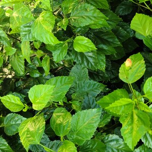 May include: Close-up of vibrant green leaves with a few yellow-green variegated patterns. The leaves are glossy and lush, creating a dense, textured background. A small, unopened flower bud is visible.