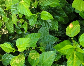 Fresh Hibiscus leaves: Certified fresh from Florida - Picked Fresh Shipped same day