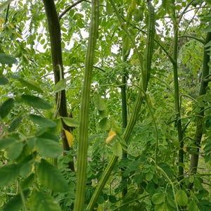 May include: A moringa tree featuring long, slender, green seed pods hanging vertically among numerous small, oval-shaped green leaves. The plant has multiple thin, upright stems and branches with a vibrant green color throughout the foliage.