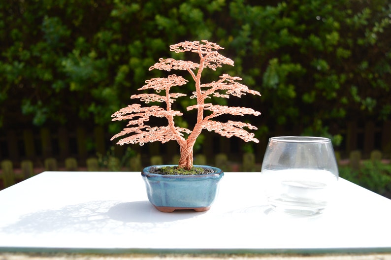 Small split trunk Bonsai Tree Etsy