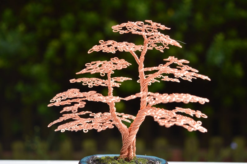 Small split trunk Bonsai Tree Etsy