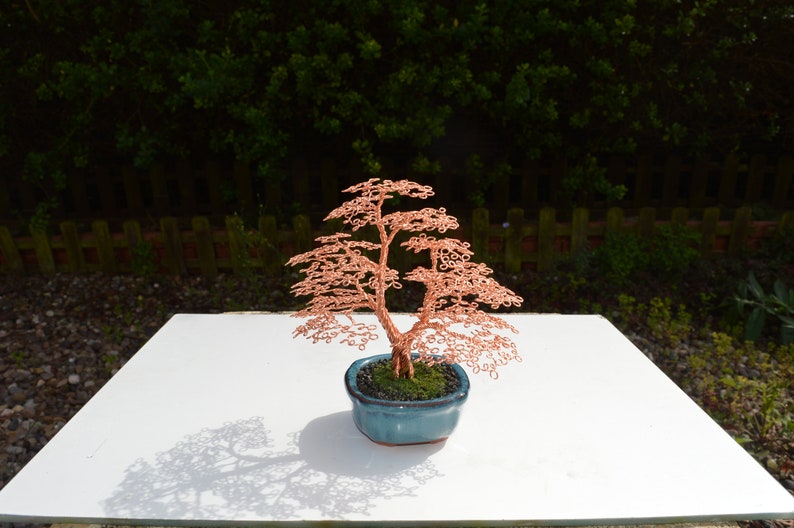 Small split trunk Bonsai Tree Etsy