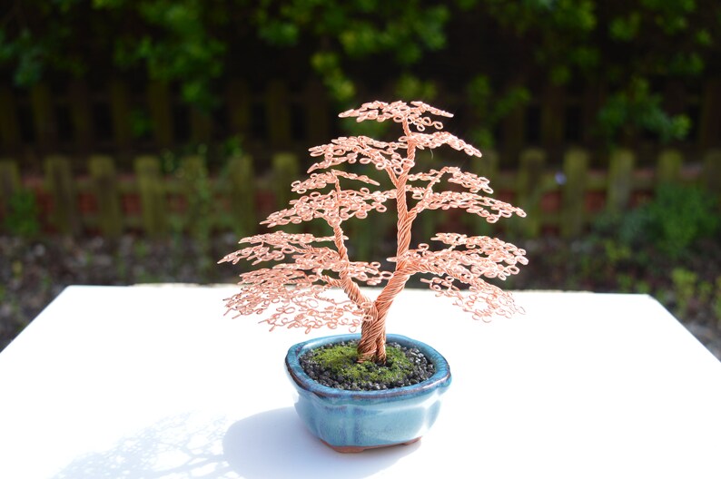 Small split trunk Bonsai Tree Etsy