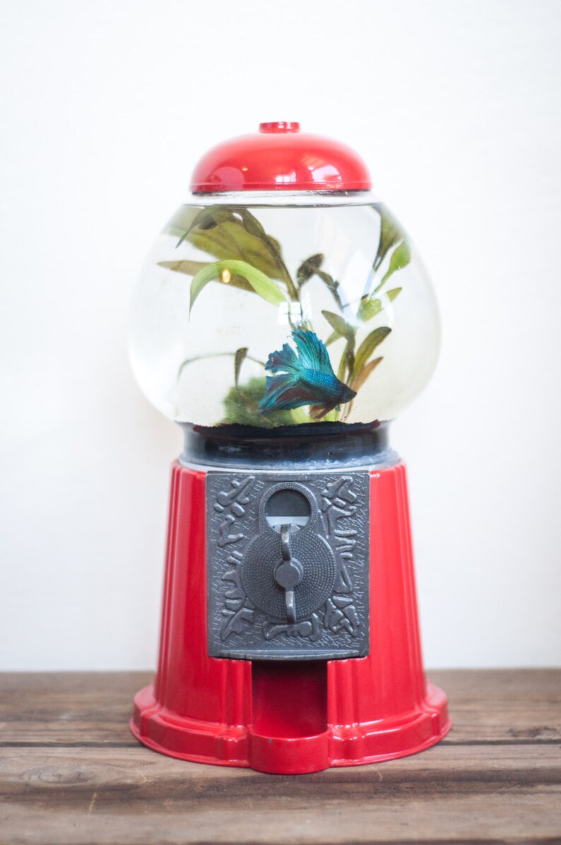 Gumball Machine Fish Tank Repurposed Gumball Machine Etsy