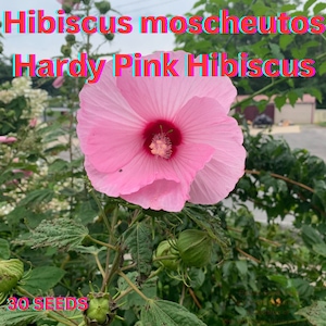 Stunning Pink Hibiscus Seeds | Hibiscus moscheutos. Easy to Grow, Adds Elegance to Your Garden! #HibiscusBeauty #GardenFlowers