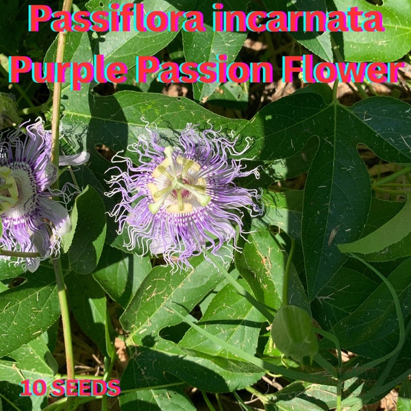 Passiflora incarnata / Purple Passionflower 10 seeds | Maypop | Pollinator friendly