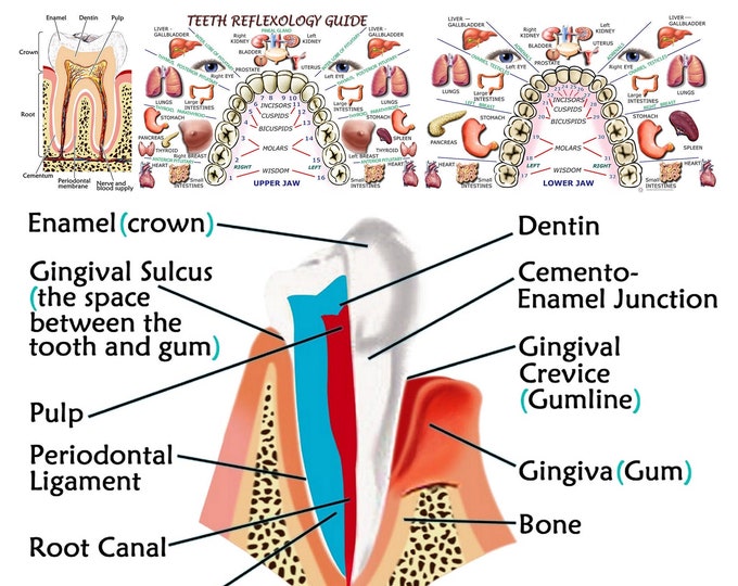TEETH REFLEXOLOGY CHART Etsy Canada