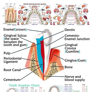 Zahnreflexologie-Leitfaden. Professionelle Grade Druck
