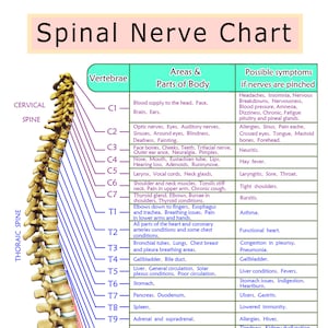 Chart Of The Spinal Nerve, Print 5x7