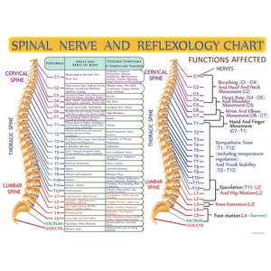 Spinal Nerve And Reflexology Infographic Print By Hearts For Love