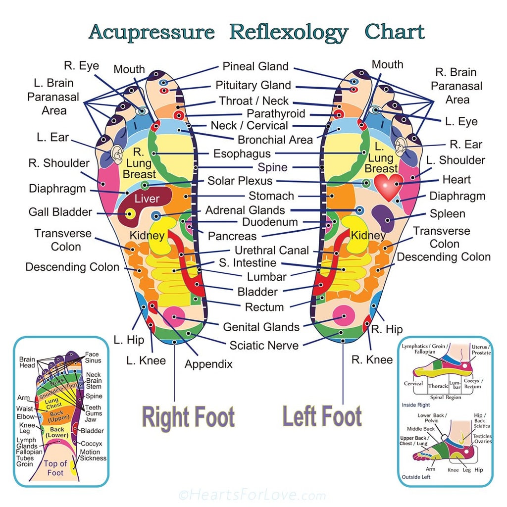 Reflexology and Acupressure Map of Feet. Professional Quality Etsy