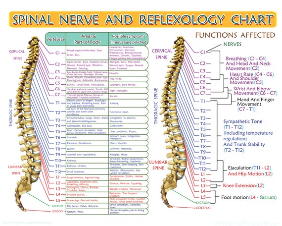 Spinal Nerve Chart