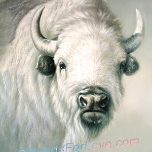 White Buffalo. Beautiful Professional Fine Art Print After Oil Painting.