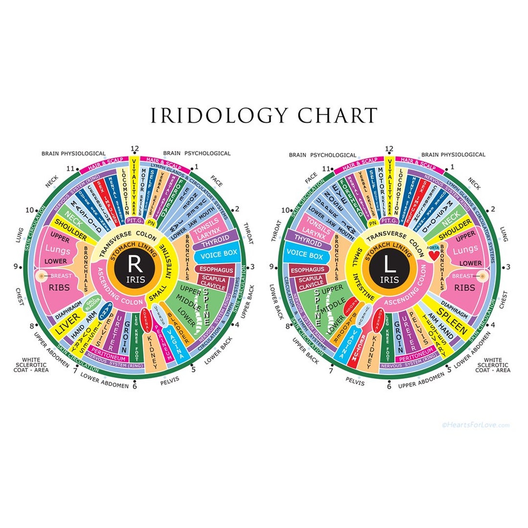 Iridology Chart, up to 20 X 30 Inches. Professional Quality Print. - Etsy