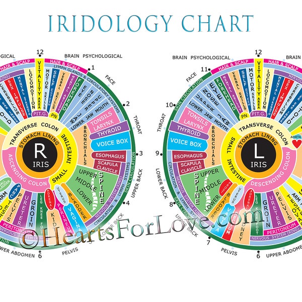 Iridology Chart, Iridology Map Of The Eye Pupil. Up To 20 X 30 Inches. Professional Quality Print