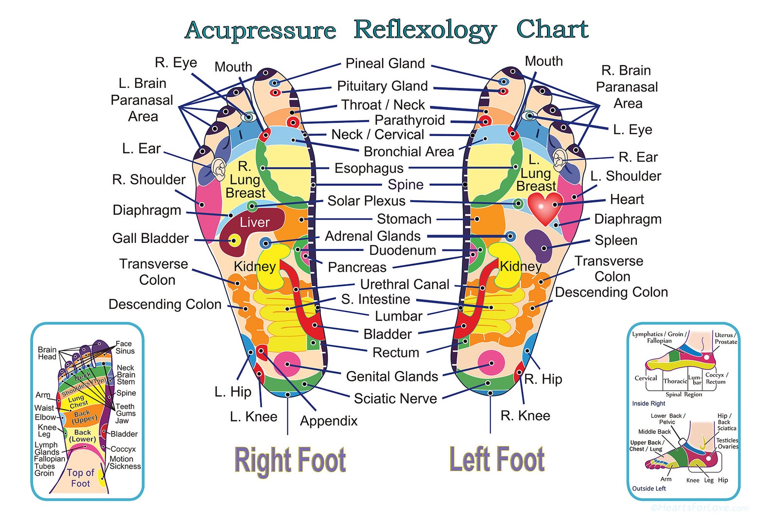 Acupressure and Reflexology Chart for the Feet. Professional Quality