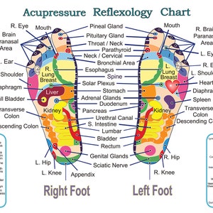 Acupressure and Reflexology Chart for the feet. Professional quality print up to three feet wide.