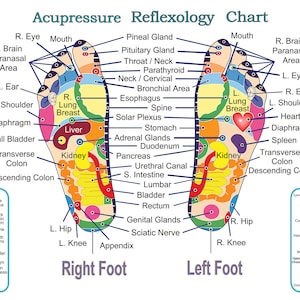 Acupressure and Reflexology Chart for the feet. Professional quality print up to three feet wide.