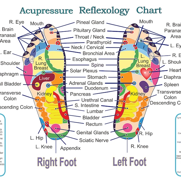 Reflexology Foot Chart Organs Etsy Reflexology Foot Chart Organs Etsy