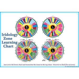 Iridology Zone Lerndiagramm. Gedruckt auf professionellem Fotopapier.