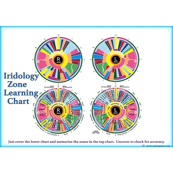 Iridology Zone Learning Chart. Printed On Professional Grade Photographic Paper.