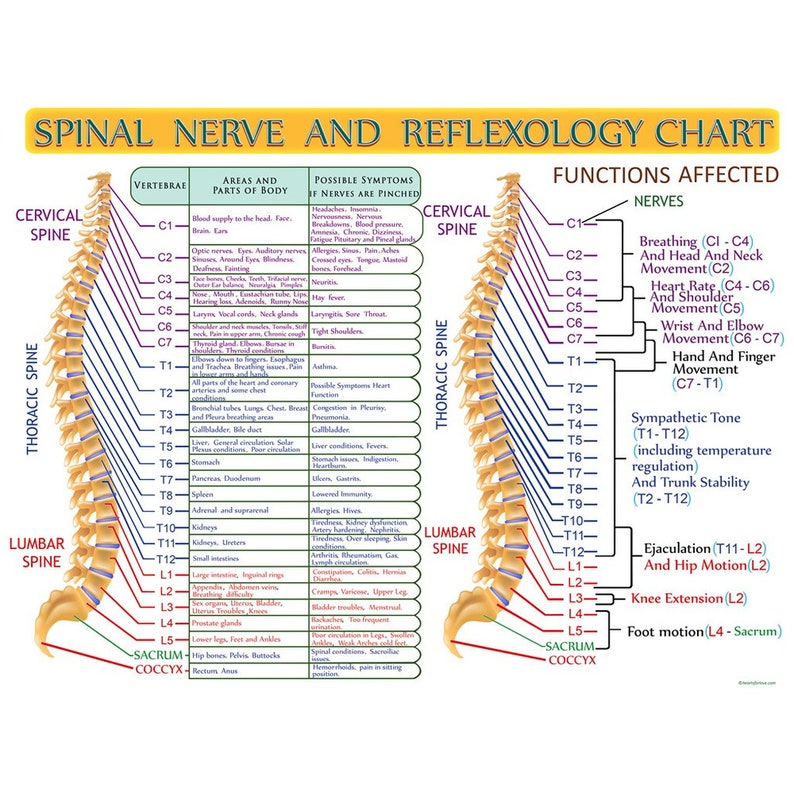 Spinal Nerve and Reflexology Infographic Print by Hearts for - Etsy UK