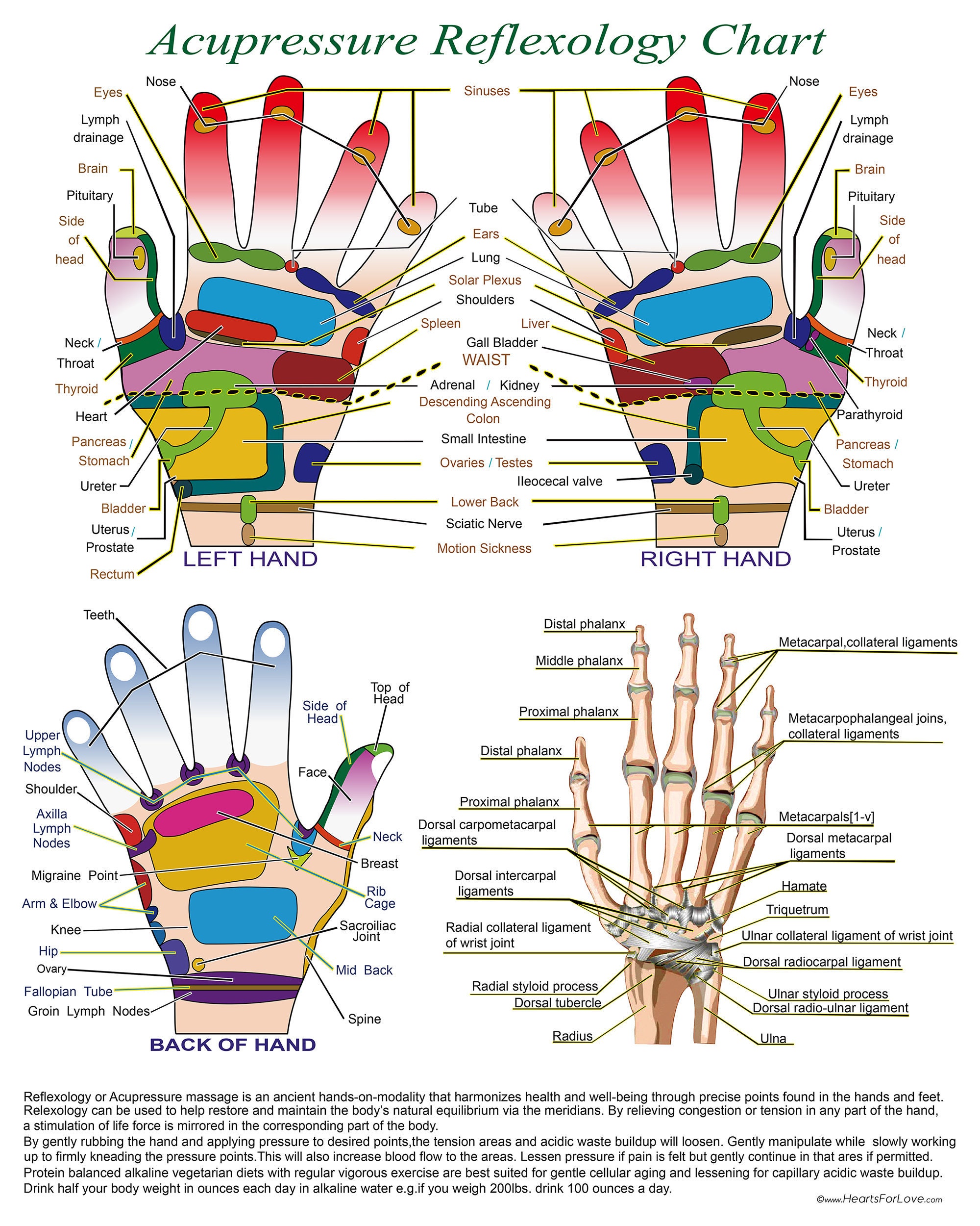 Reflexology For Lymph Nodes