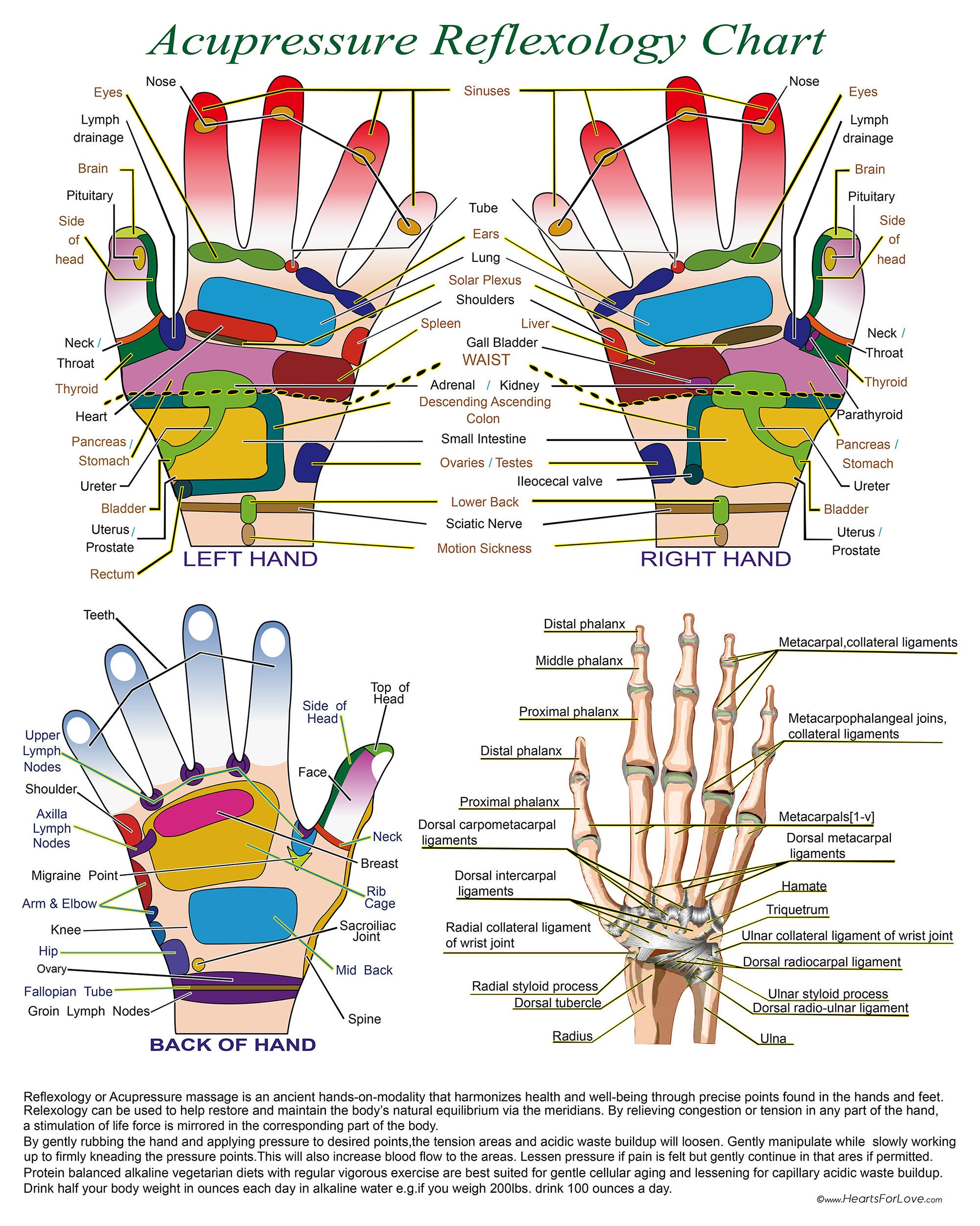 Acupressure Points Chart Pdf Ear Acupressure Auricle Acupunture Hand Acupressure Points Chart Pdf Ear Acupressure Auricle Acupunture Hand