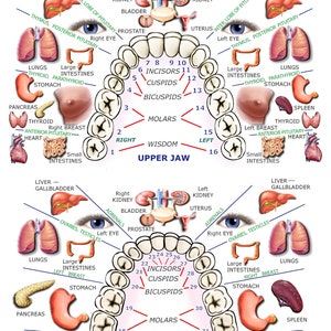 Teeth Reflexology Guide, Photographic Paper Print, 3 Sizes