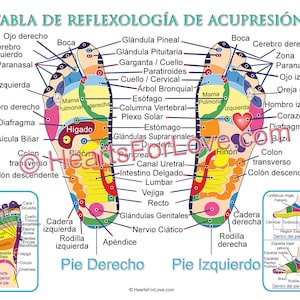 Acupressuur en reflexologie grafiek voor de voeten in het Spaans. Tabla De Reflexología Y Acupresión Para Los Pies. Professionele prints